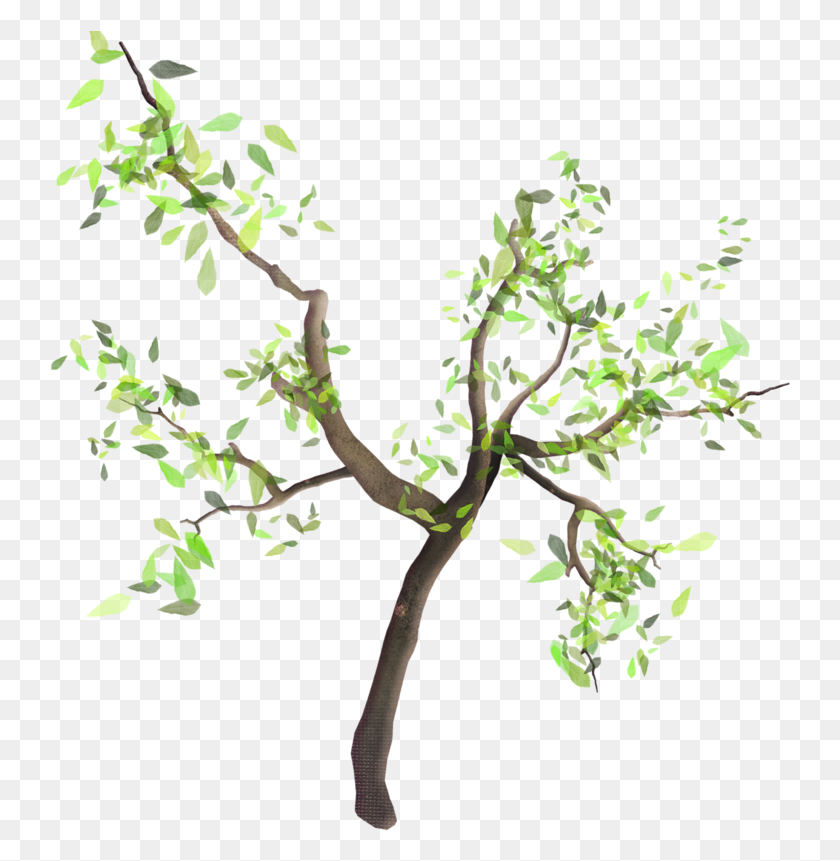 741x801 Arbre Branche Arbre Avec Branche, Дерево, Растение, Комнатное Растение Hd Png Скачать