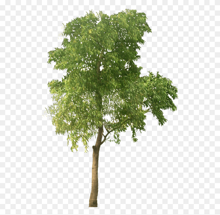 522x762 Descargar Png Arbre Tree Cut Out Personas Arquitectura Árbol De Alta Resolución, Planta, Roble, Tronco De Árbol Hd Png