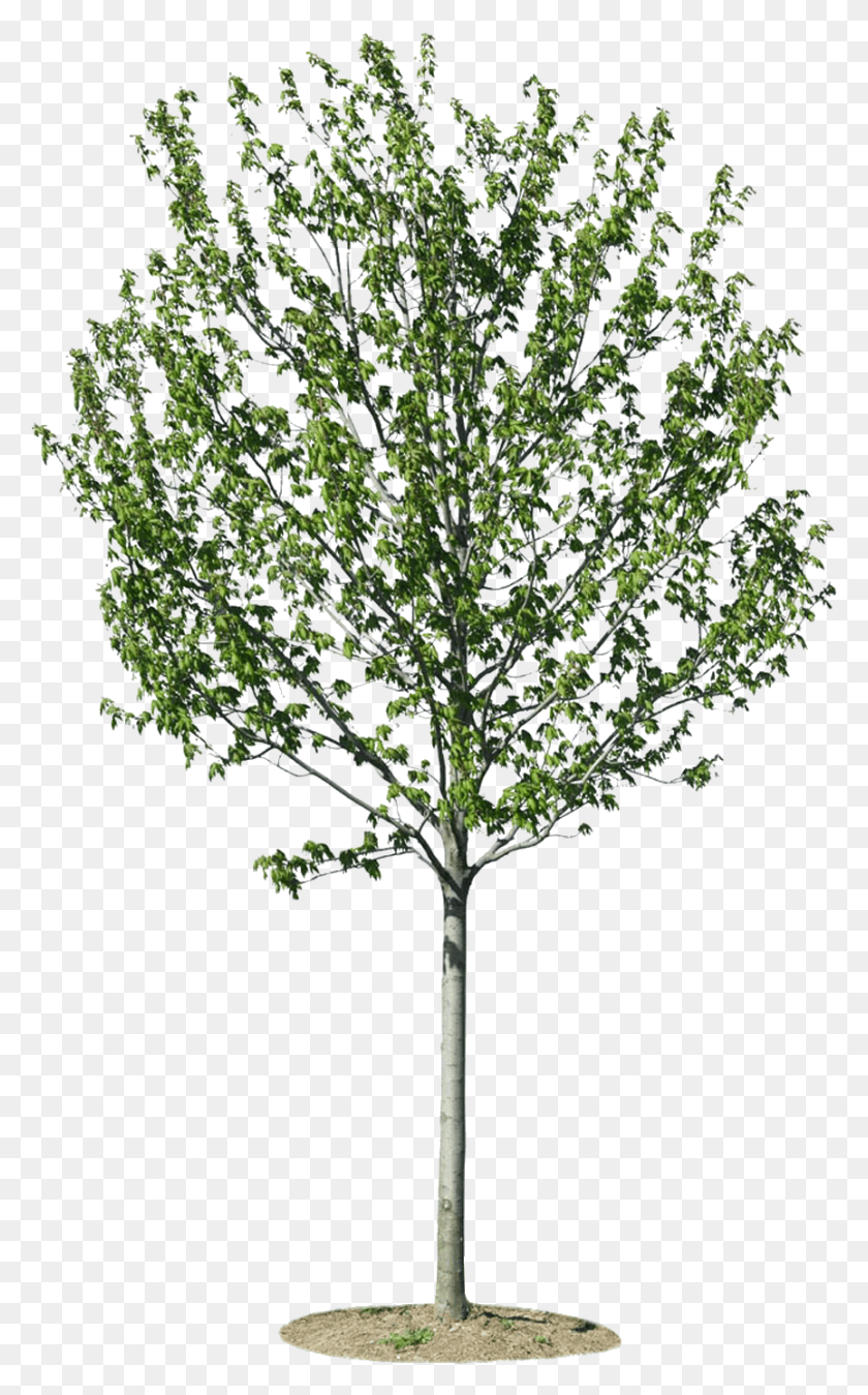 864x1428 Arbres Trees For Architectural Rendering, Tree, Plant, Bush HD PNG Download