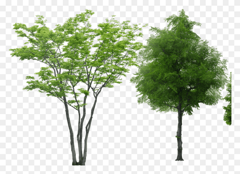 820x579 Arbustos Con Fondo Transparente 5Gb Gratis Arboles Sin Fondo, Дерево, Растение, Растительность Png Скачать