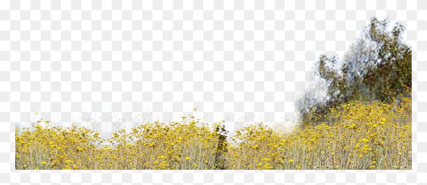 1920x750 Arbustos Field, Nature, Outdoors, Advertisement HD PNG Download