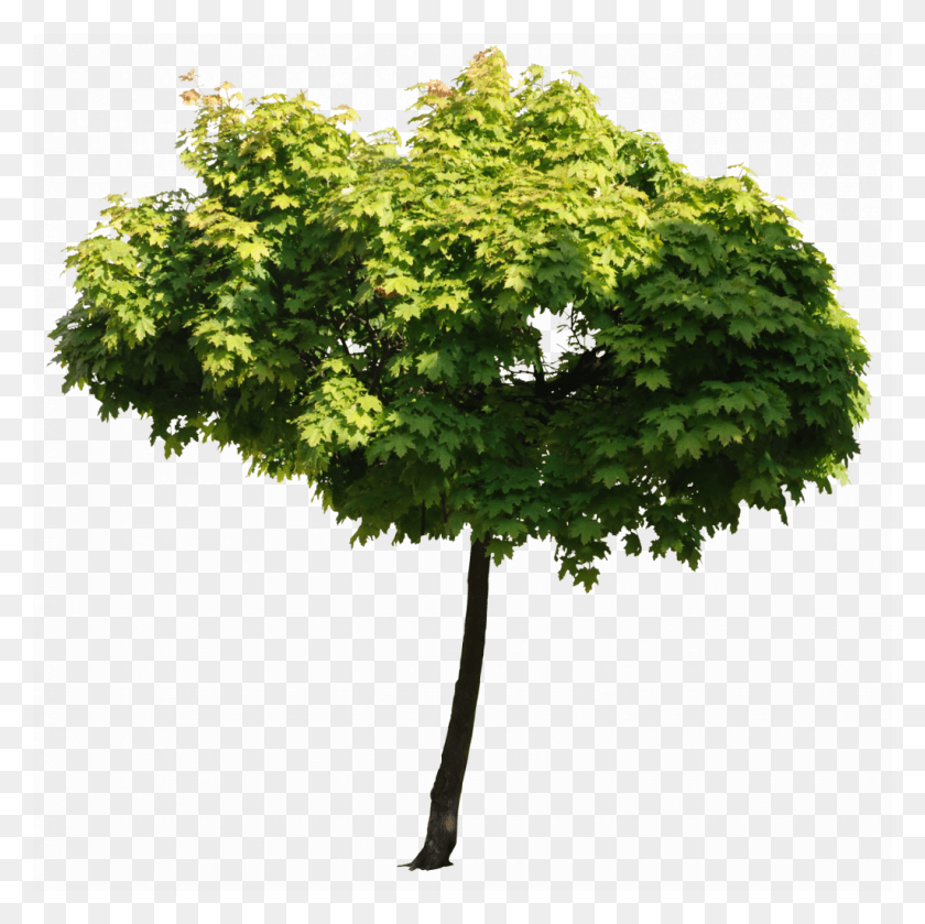 1024x1023 Archileaks Tree For Architect, Plant, Maple, Oak HD PNG Download