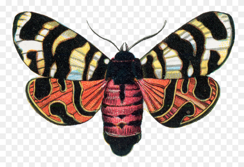 1366x904 Arctia Hebe Moth 001 Arctia Hebe, Бабочка, Насекомое, Беспозвоночные Hd Png Скачать
