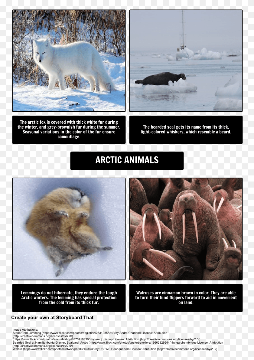 767x1130 Arctic Animals Polar Bear, Mammal, Animal, Wildlife HD PNG Download
