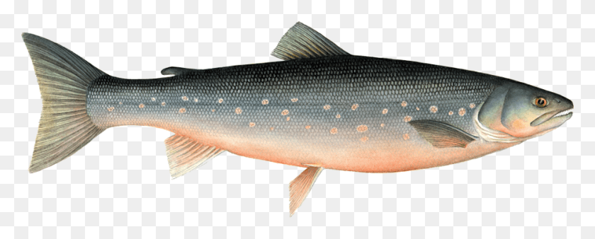 931x333 Arctic Char Arctic Char Fish, Animal, Sea Life, Mullet Fish Descargar Hd Png