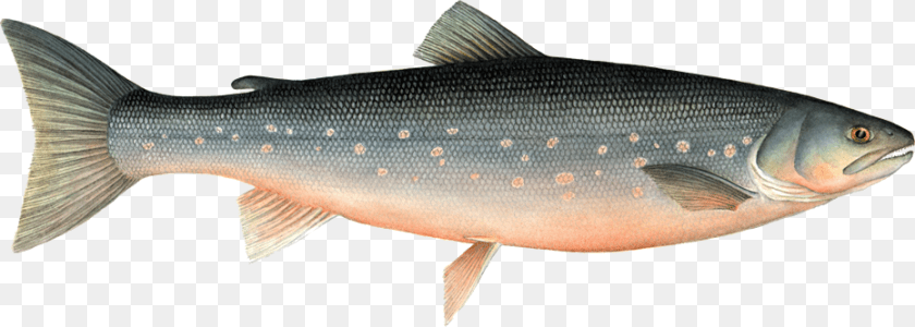 931x333 Arctic Char Arctic Fish, Animal, Sea Life, Trout, Coho PNG