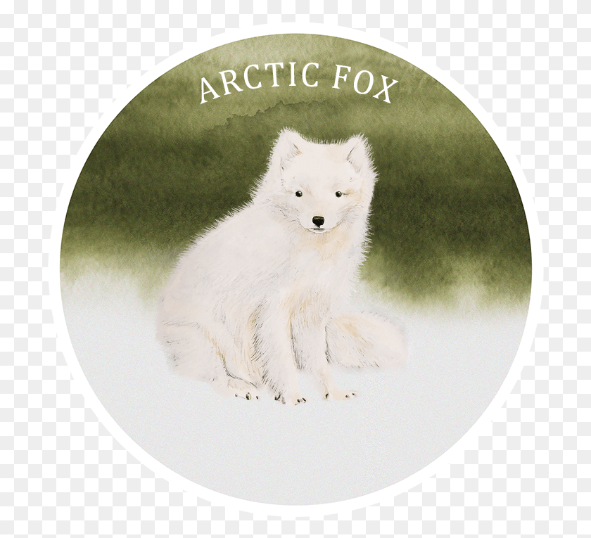 706x705 Arctic Fox, Wildlife, Mammal, Animal HD PNG Download