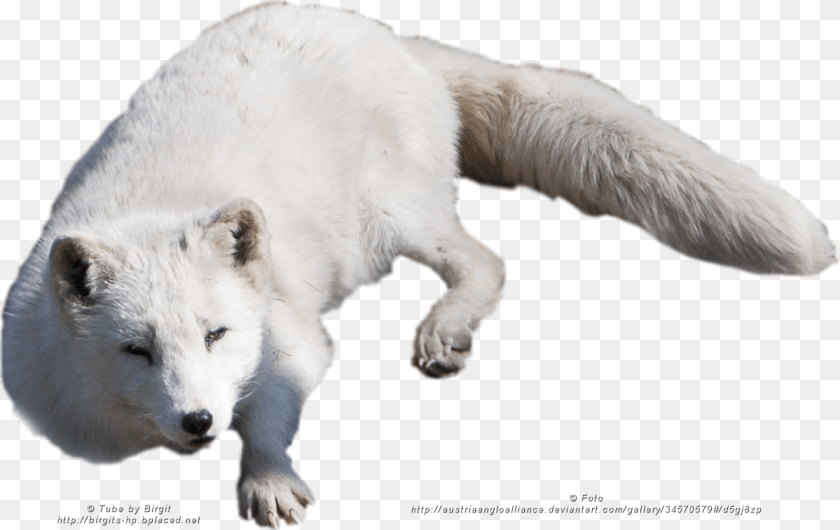 1199x756 Arctic Fox, Animal, Bear, Mammal, Wildlife Sticker PNG