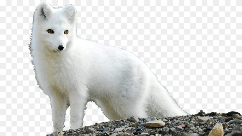 Arctic Fox Arctic Cute Baby Fox, Animal, Canine, Dog, Mammal Transparent PNG