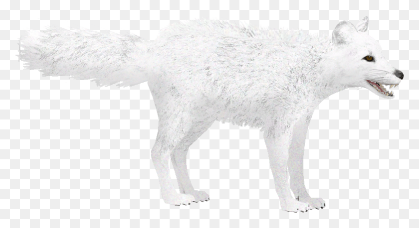 781x399 Arctic Fox Winter Arctic Fox Zoo Tycoon, Wolf, Mammal, Animal HD PNG Download