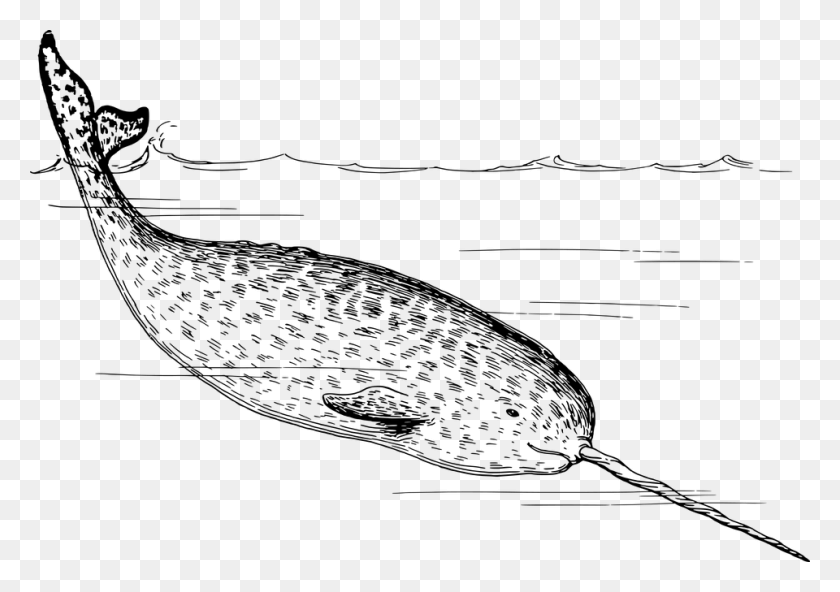 960x655 Arctic Mammal Narwhal Ocean Sea Tusk Whale Narwhal Sketch, Gray, World Of Warcraft HD PNG Download