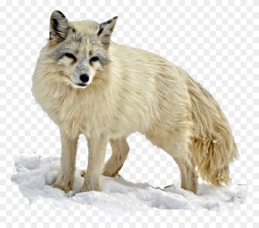 832x724 Arctic Snow Fox Snow Fox, Dog, Pet, Canine HD PNG Download