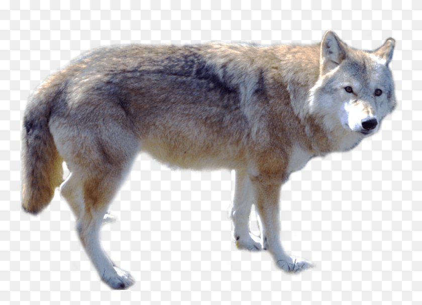 996x700 Арктический Волк Без Фона, Млекопитающее, Животное, Койот Hd Png Скачать