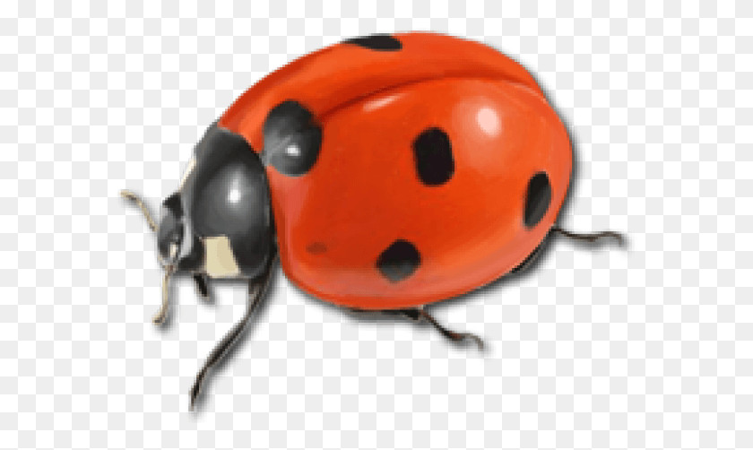 583x442 Are Ladybugs Is A Good Luck Or Bad Luck Ladybug, Helmet, Clothing, Apparel HD PNG Download