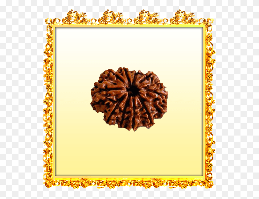 564x586 Are There Any Definitive Tests 10 Mukhi Rudraksha, Dahlia, Flower, Plant HD PNG Download