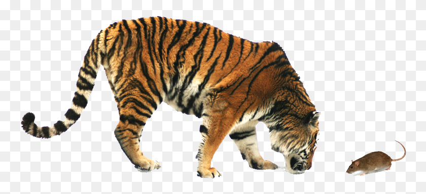 762x324 ¿Eres David O Goliat Tigre Siberiano, La Vida Silvestre, Mamíferos, Animal Hd Png?
