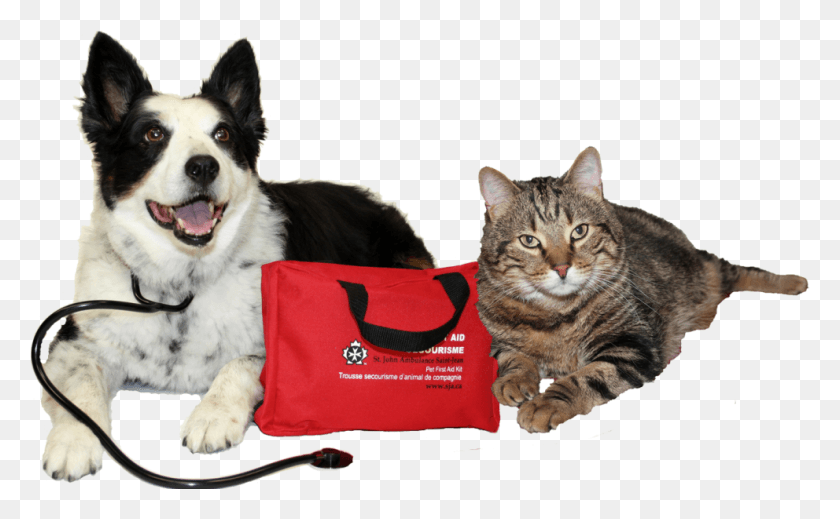 992x585 Are You Prepared For A Pet Emergency Karelian Bear Dog, Canine, Animal, Mammal Descargar Hd Png