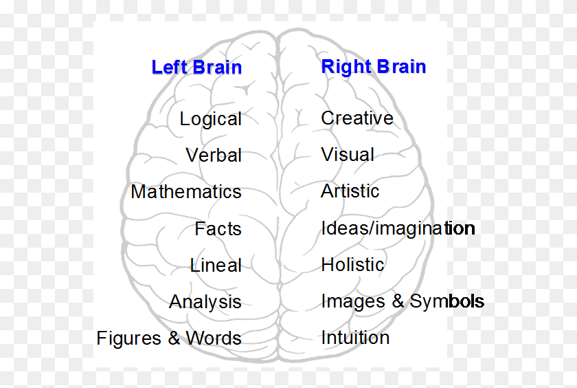 570x504 ¿Tiene El Cerebro Derecho Cerebro Izquierdo Tomar La Prueba Del Cerebro Hemisferios Cerebrales Izquierdo Y Derecho, Texto, Parcela, Número Hd Png