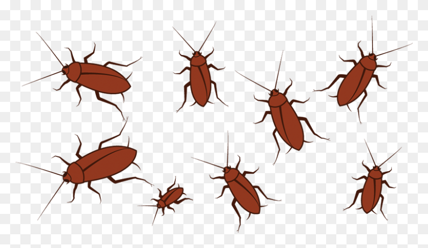 800x438 Areas Such As Cockroaches And Ants Areas Don39t Necessarily Cockroach, Plant, Grain, Produce HD PNG Download