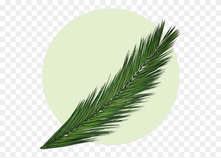 539x543 Пальмовые Листья Арека Феникс Вечнозеленые, Лист, Растение, Трава Hd Png Скачать