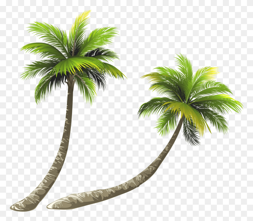778x674 Arecaceae Coconut Royalty Free Illustration Bent Palm Tree Drawing, Tree, Plant, Leaf HD PNG Download