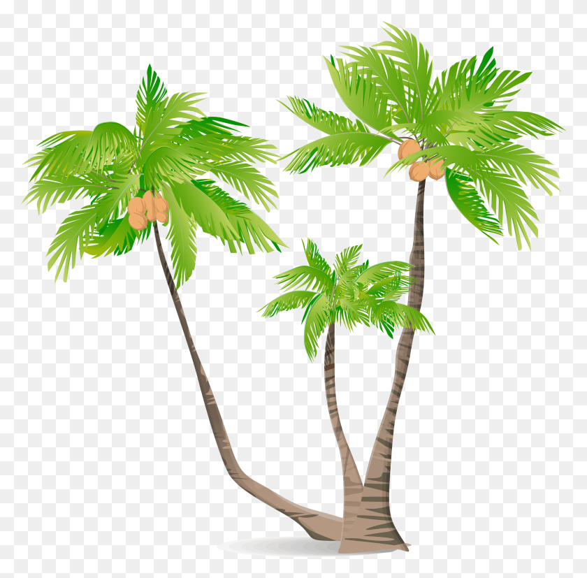 3001x2953 Arecaceae Green Coconut Illustration Coconut Tree Illustration, Plant, Tree, Palm Tree HD PNG Download