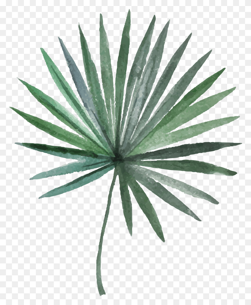 5071x6240 Arecaceae Leaf Photography Green Needle Plant Arecales Illustration, Agavaceae, Flower, Blossom HD PNG Download