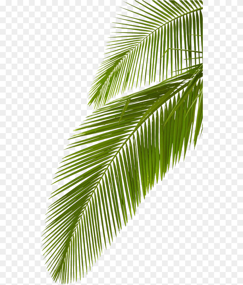 562x985 Arecaceae Leaf Stock Photography Palm Coconut Tree Leaves, Vegetation, Plant, Palm Tree, Green Sticker PNG