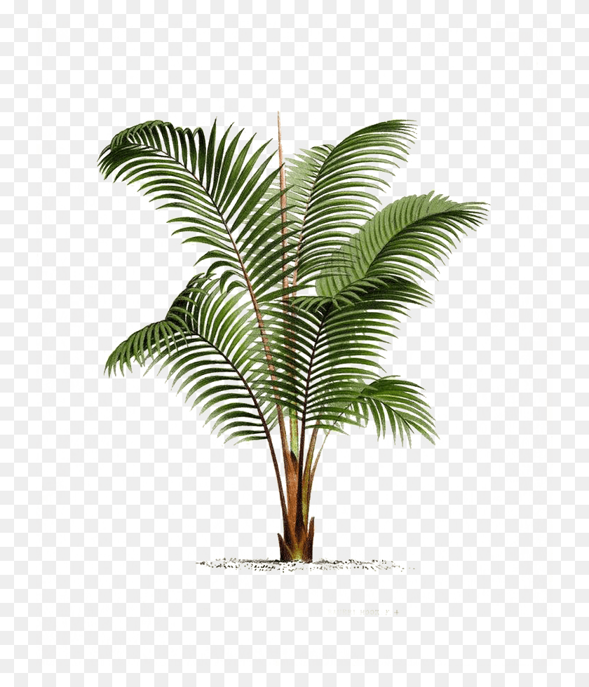 736x920 Плакат Arecaceae Ботанический Рисунок Пальмы, Дерево, Растение, Ананас Hd Png Скачать