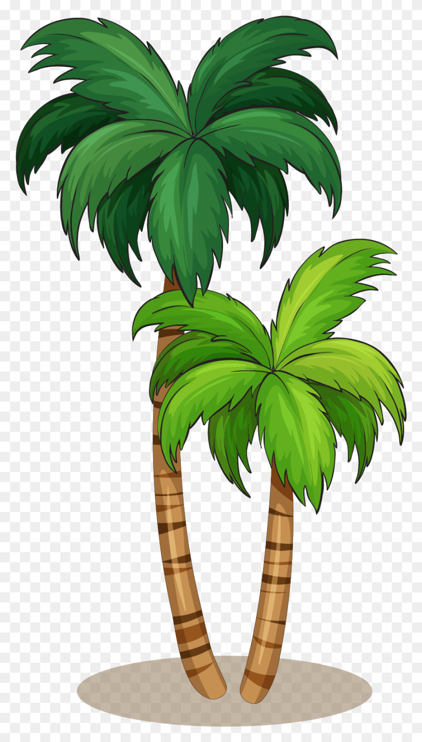 863x1569 Arecaceae Royalty Free Illustration Monkey In Coconut Tree, Plant, Tree, Palm Tree HD PNG Download