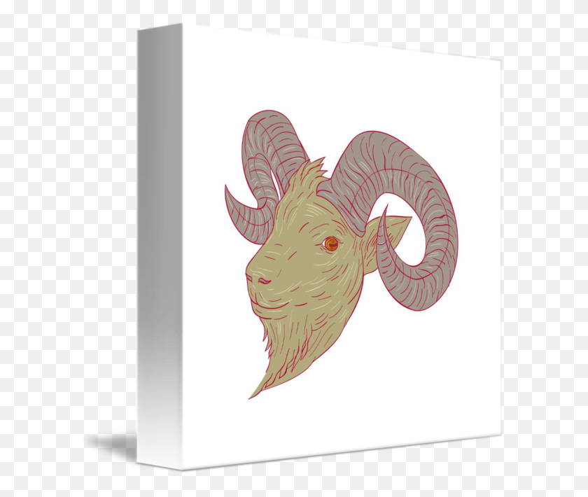 606x650 Aries Vector Goat Head Illustration, Animal HD PNG Download