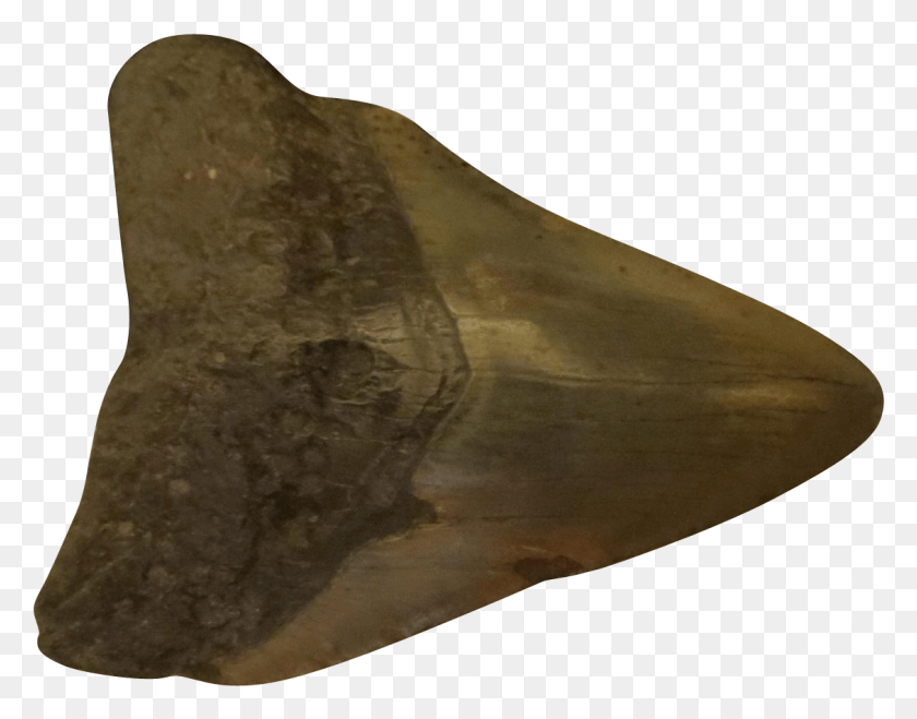 1129x868 Descargar Png Ark Survival Evolved Tiburón Diente De Tiburón Roca Escultura De Bronce, Suelo, Vida Marina, Animal Hd Png