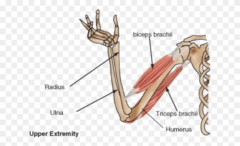637x453 Arm Skeleton And Muscle, Bow, Person, Human HD PNG Download