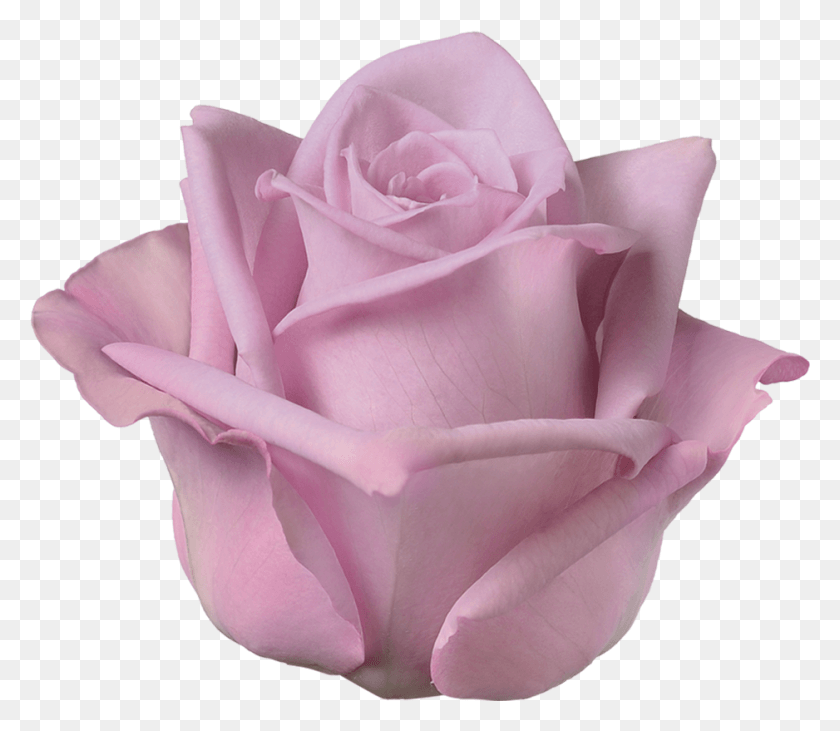 938x807 Armando Roza Garden Roses, Rose, Flor, Planta Hd Png