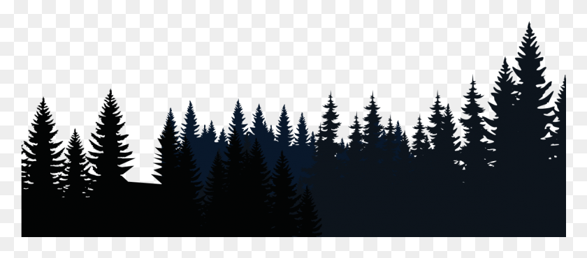 1152x458 Arrived At Spruce Fir Forest, Tree, Plant, Abies HD PNG Download