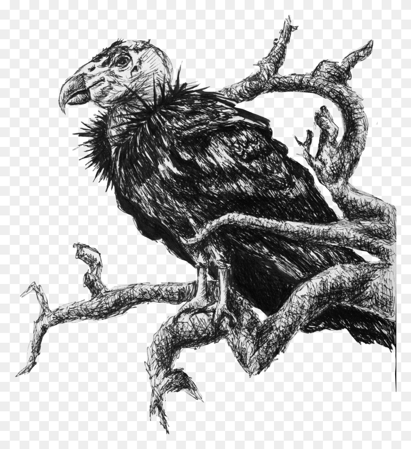 2500x2747 Art By Katelyn Lipton Condor Vs Eagle, Vulture, Bird, Animal HD PNG Download