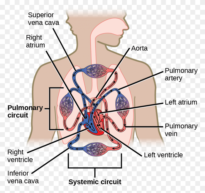 1042x974 Art Connection Chamber Pumps Blood To The Lungs, Neck, Diagram, Plot HD PNG Download