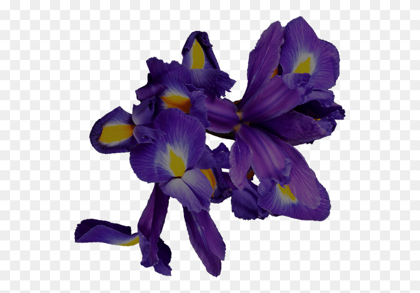 545x525 Ар-Нуво Кувшинка Ирис Разноцветный, Цветок, Растение, Цветение Hd Png Скачать