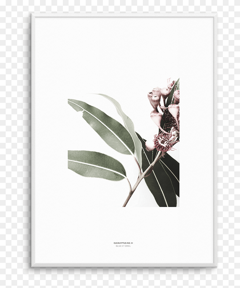 711x948 Art Print Flowering Gum Nut Leaf Photographic Gum Trees, Plant, Person, Human Descargar Hd Png