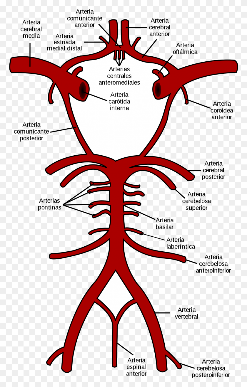 1145x1848 Arteria Cerebral Media Carotid And Vertebrobasilar Arteries, Label, Text, Heart HD PNG Download