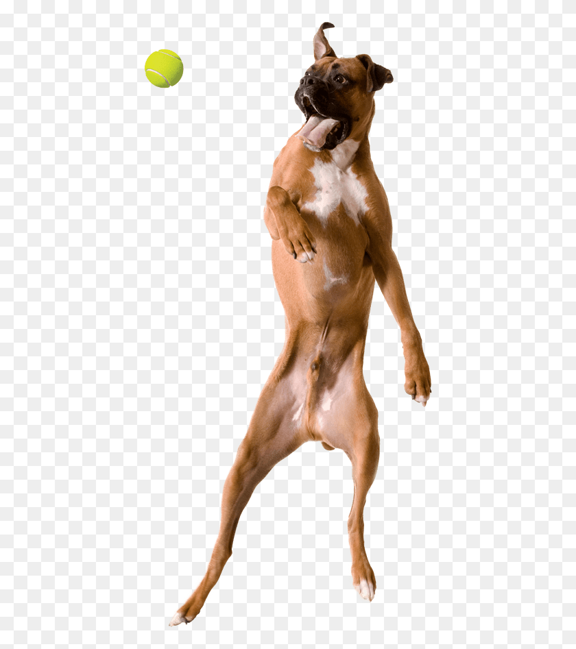 421x887 Artevite Dog Jumping Waxwing, Torso, Pet, Canine HD PNG Download
