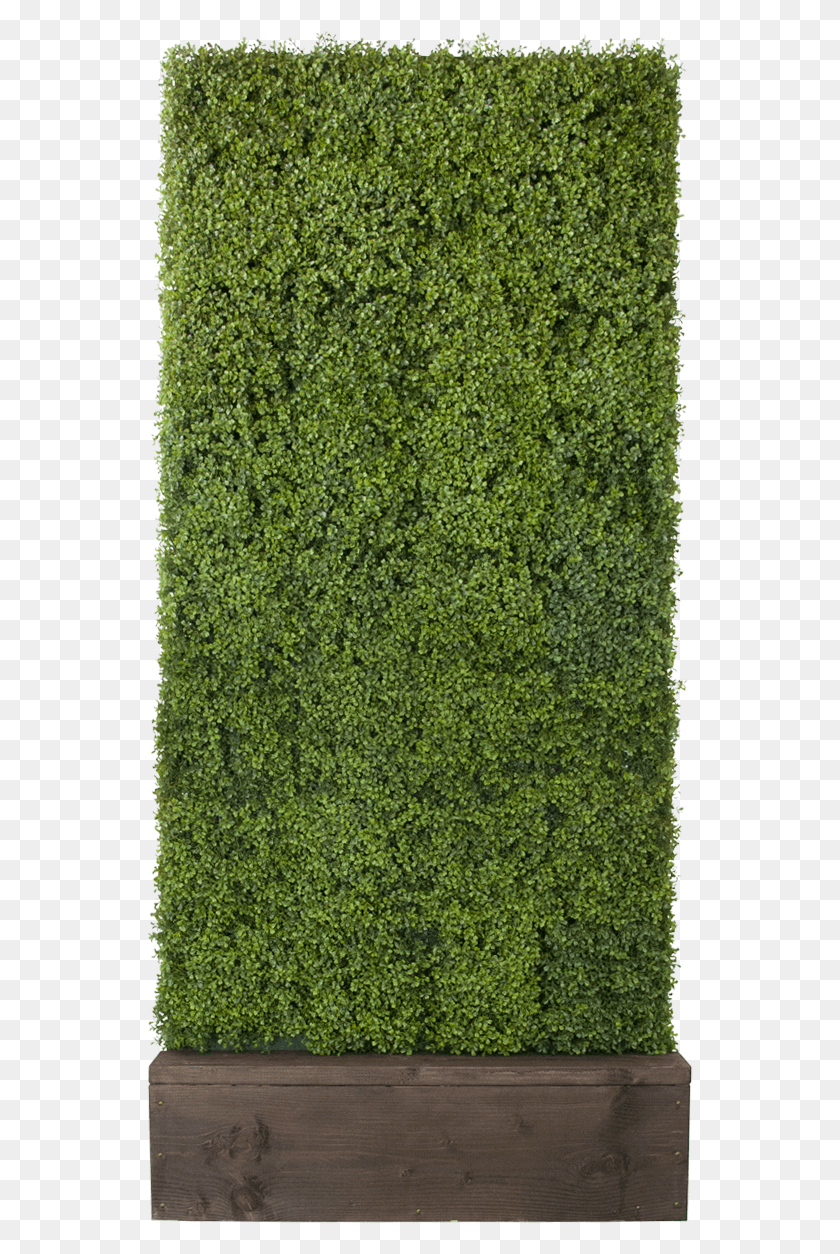 547x1194 Artificial Boxwood Hedge Hedge, Moss, Plant, Fence HD PNG Download