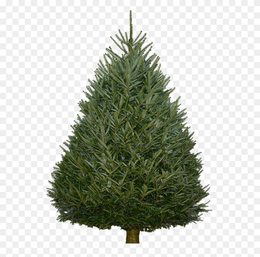 554x770 Artificial Christmas Trees, Christmas Tree, Tree, Ornament HD PNG Download