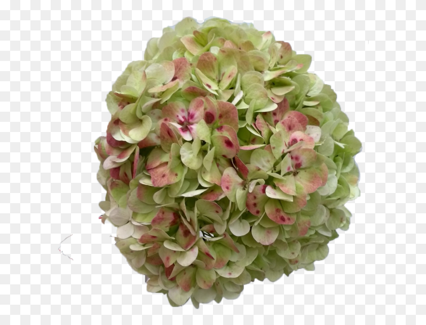 616x580 Artificial Flower, Geranium, Plant, Blossom HD PNG Download