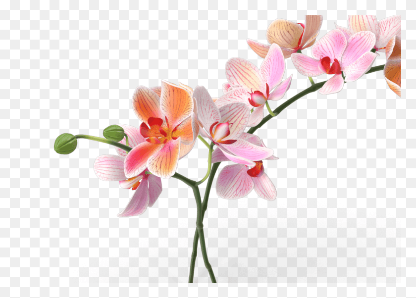 1658x1153 Artificial Flower, Plant, Blossom, Orchid HD PNG Download