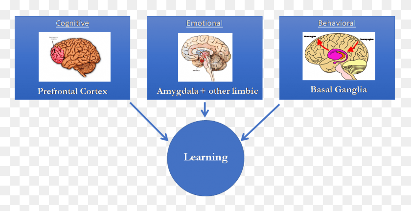 1067x510 La Inteligencia Artificial Aprendizaje Y Aprendizaje De Las Partes Del Cerebro, Animal, Pájaro, Texto Hd Png Descargar