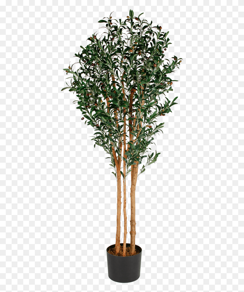 423x945 Искусственное Оливковое Дерево, Растение, Растительность, Куст Hd Png Скачать