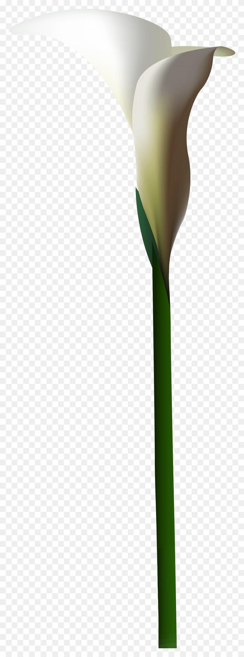 2814x7934 Arum, Plant, Flower, Blossom HD PNG Download