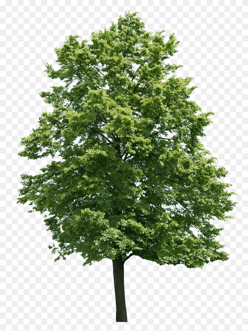 1175x1600 Arvore 517189 Black Walnut Tree Transparent, Plant, Maple, Oak HD PNG Download