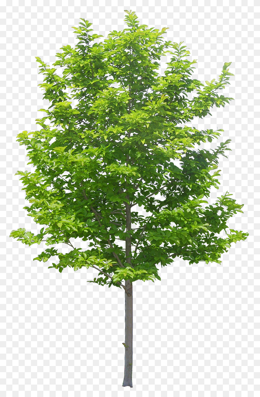 1582x2475 Arvore Tree Photoshop Trees HD PNG Download